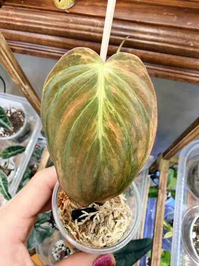 plant/Philodendron Micans Aurea #0064-0-thumbnail