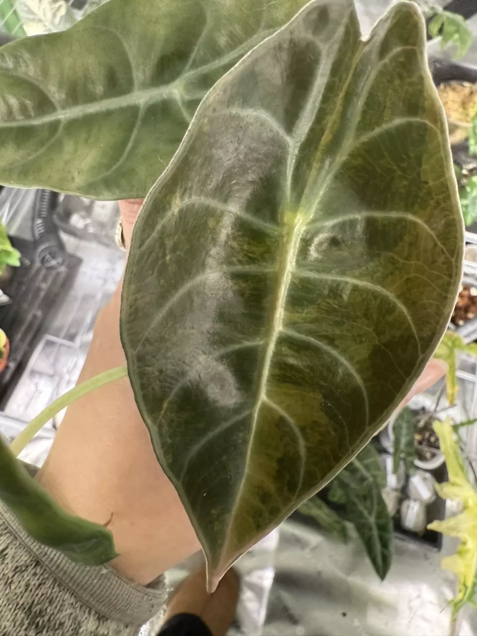 plant/Alocasia Sedenii Aurea *mature*-1