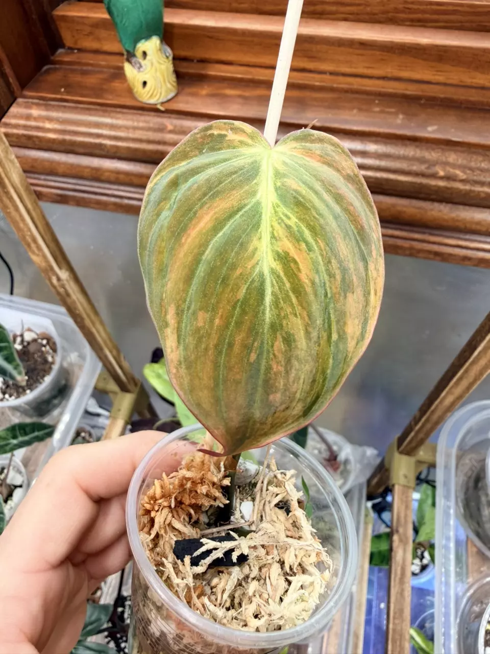 plant/Philodendron Micans Aurea #0064-1