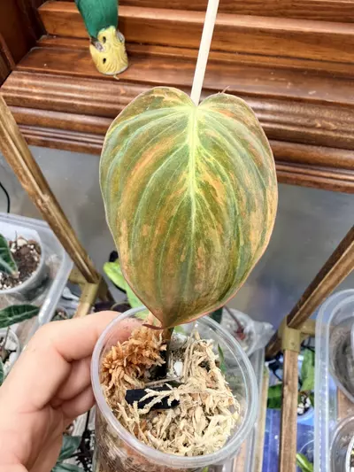 plant/Philodendron Micans Aurea #0064-1-thumbnail