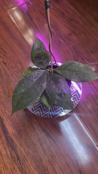 plant/Hoya Chicken Farm-0-thumbnail