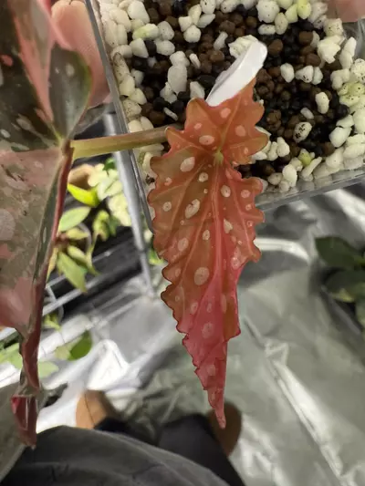 plant/Begonia Pink Maculata-1-thumbnail
