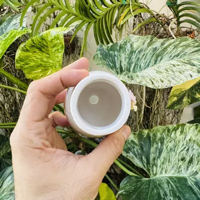 plant/Pearl pot D3 2” opening-2-thumbnail