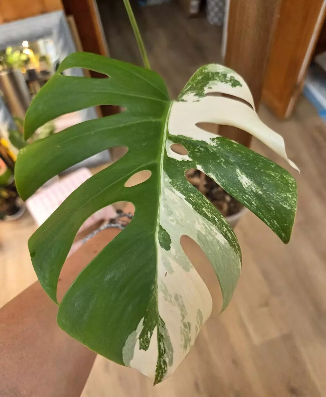 plant/Listing for Red Hot-0