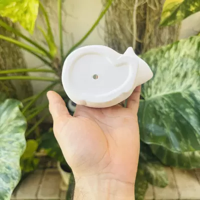 plant/Small sleeping fox 2” opening-2-thumbnail