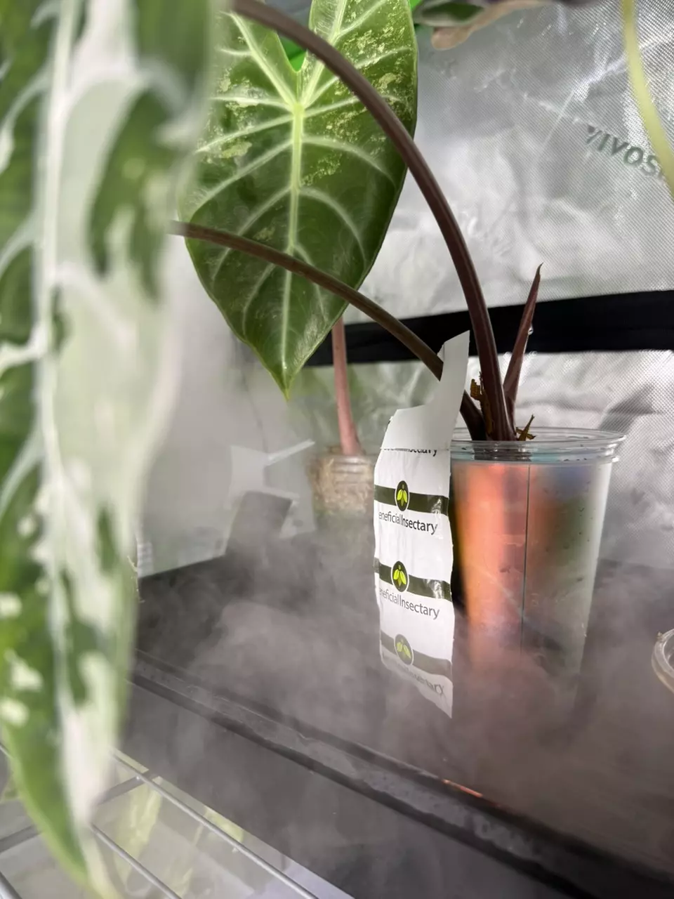 plant/Alocasia Pink Chantrieri *mature/corming*-1