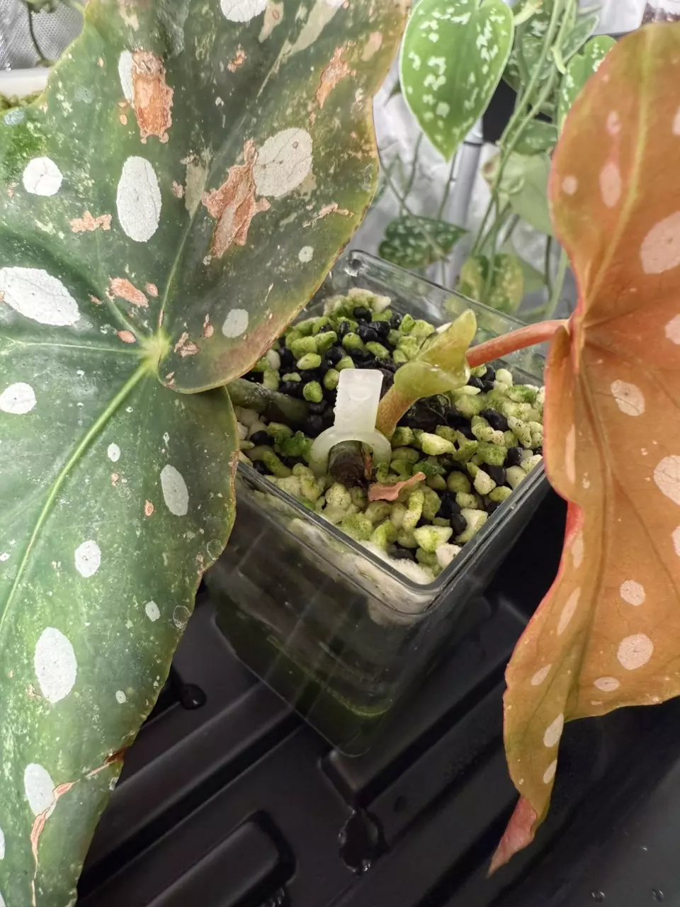 plant/Begonia Pink Maculata-2