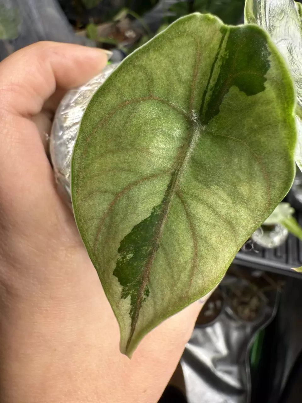 plant/🦄Alocasia Azlanii Pink Albo🦄-1