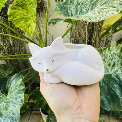plant/Large white sleeping fox 2” opening-0-thumbnail