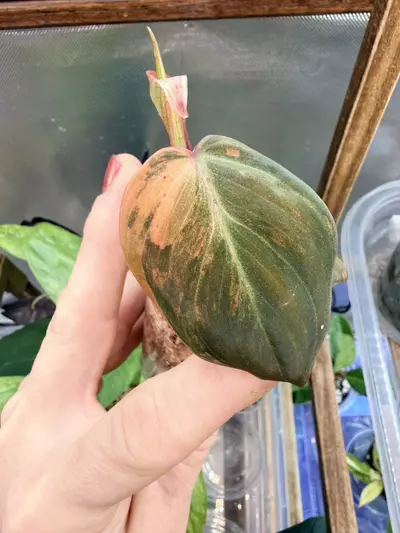 plant/Micans Aurea-multiple nodes FC #63-2-thumbnail