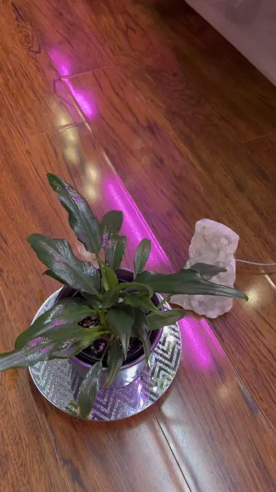 plant/Philodendron Heather May-0-thumbnail