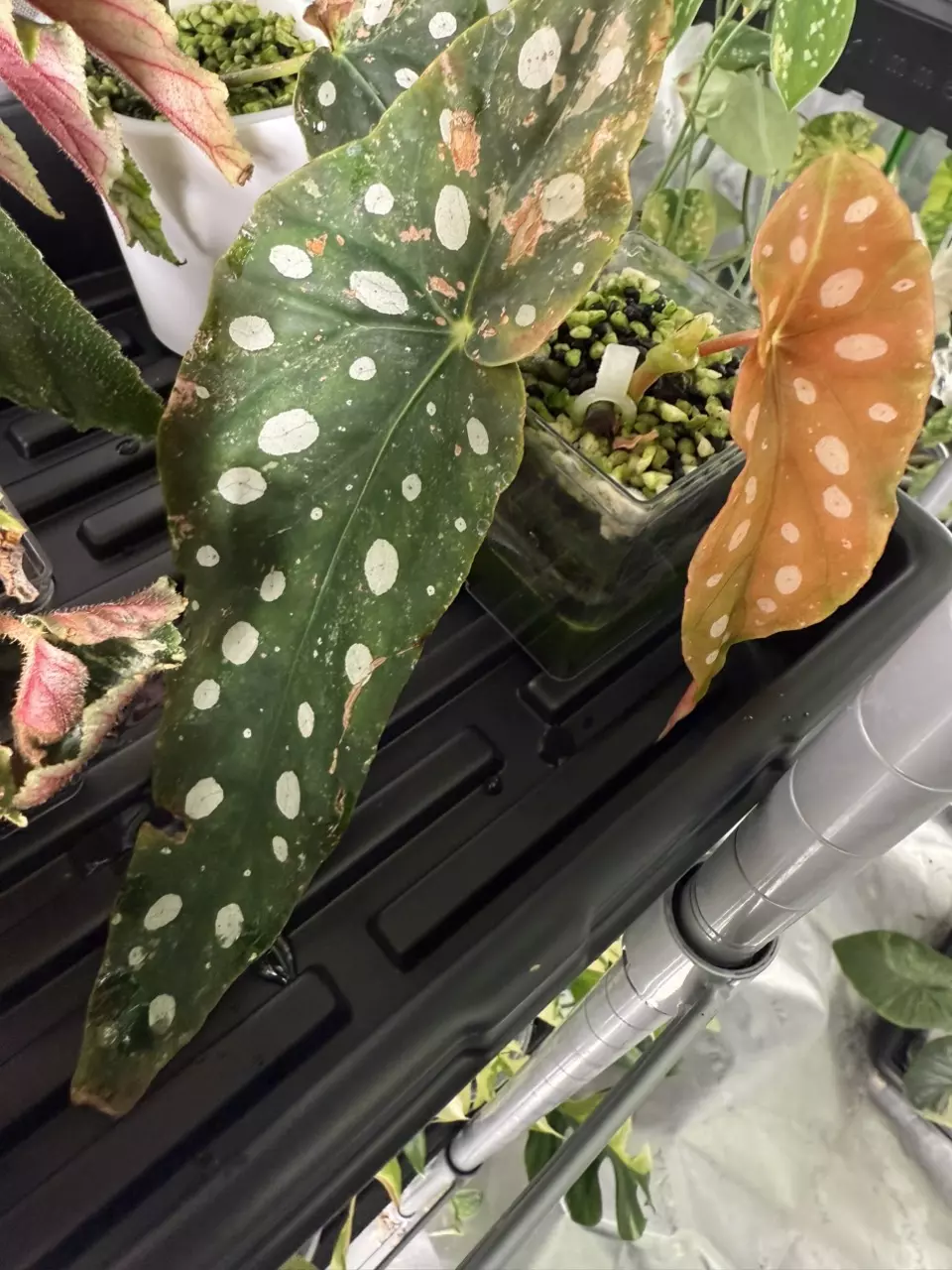 plant/Begonia Pink Maculata-0