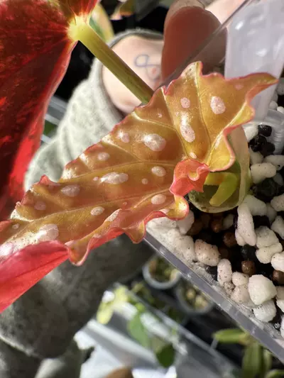 plant/Begonia Pink Maculata-2-thumbnail