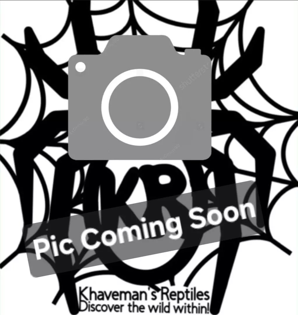 plant/Vietnamese Centipede (Scolopendra dehanni)-0