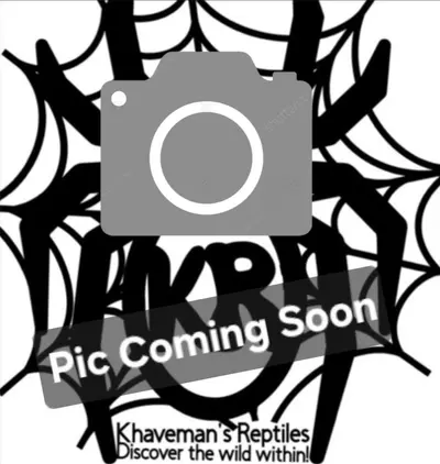 plant/Vietnamese Centipede (Scolopendra dehanni)-0-thumbnail