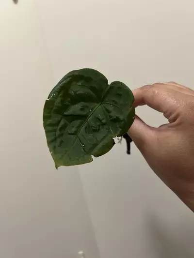 plant/Anthurium NSE Forgetii midcut-0-thumbnail