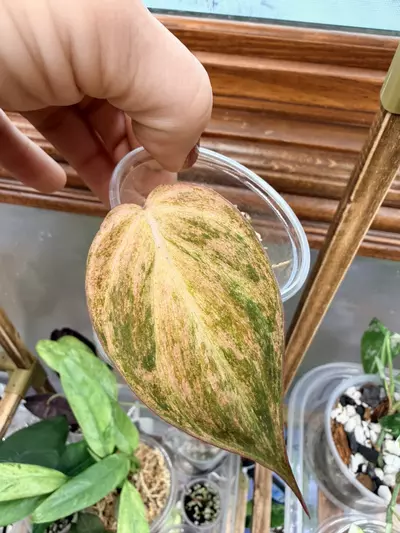 plant/Mint Micans- FC #0060-0-thumbnail