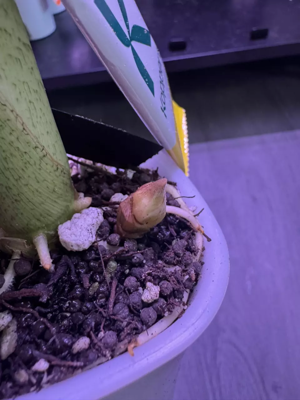 plant/Longiloba Aurea CORM-1