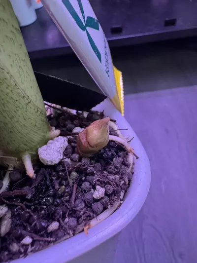 plant/Longiloba Aurea CORM-1-thumbnail