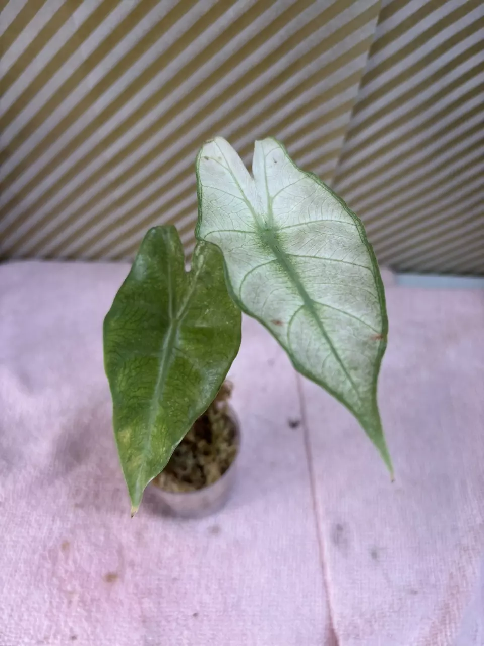 plant/Pink dragon mint-0