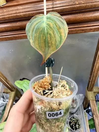 plant/Philodendron Micans Aurea #0064-3-thumbnail