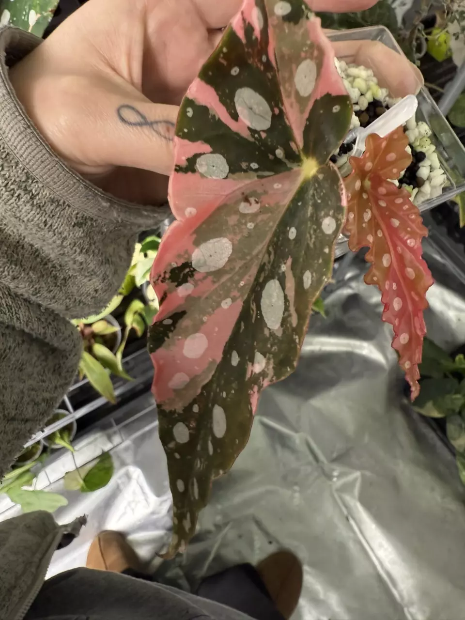 plant/Begonia Pink Maculata-4