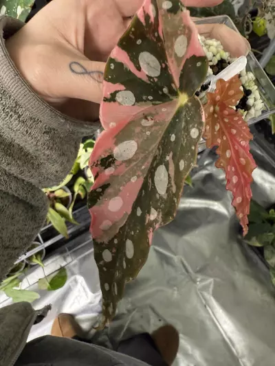 plant/Begonia Pink Maculata-4-thumbnail