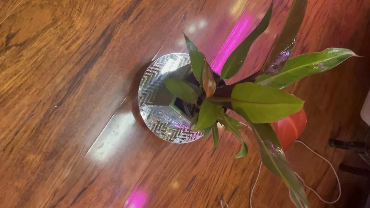 plant/Philodendron Red Sun growers choice, 4” pot-0