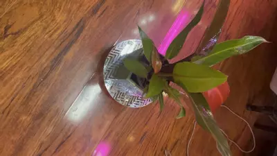 plant/Philodendron Red Sun growers choice, 4” pot-0-thumbnail