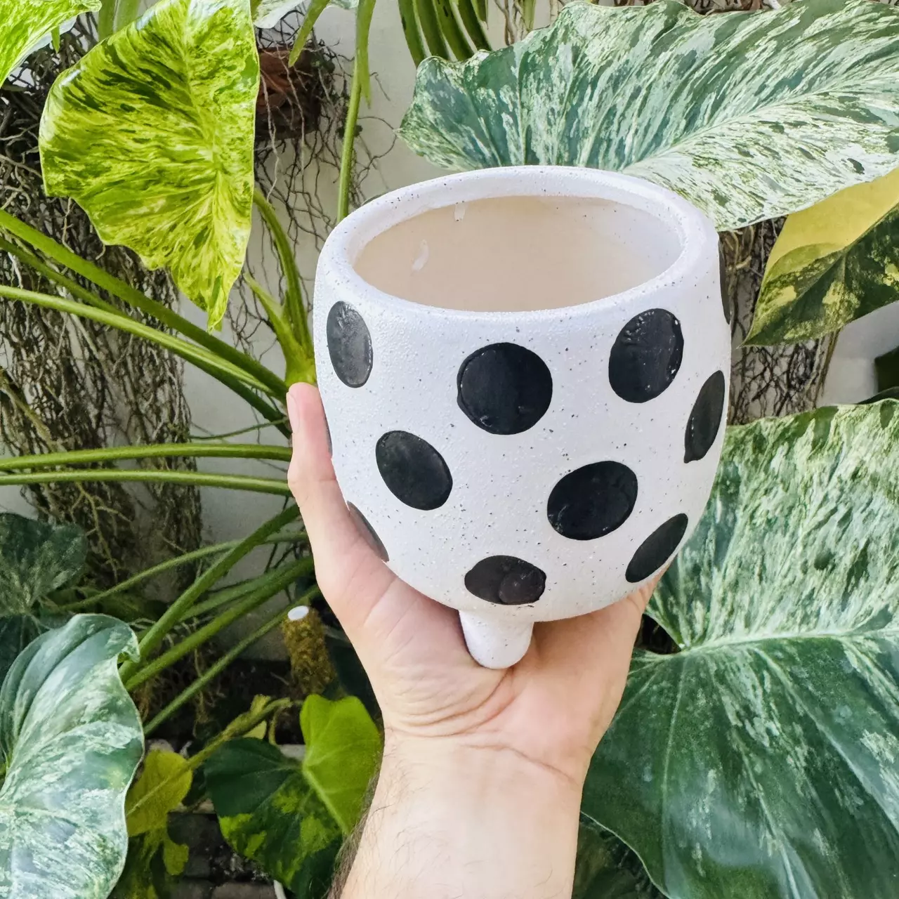 plant/Large dot design pot 4” opening-0