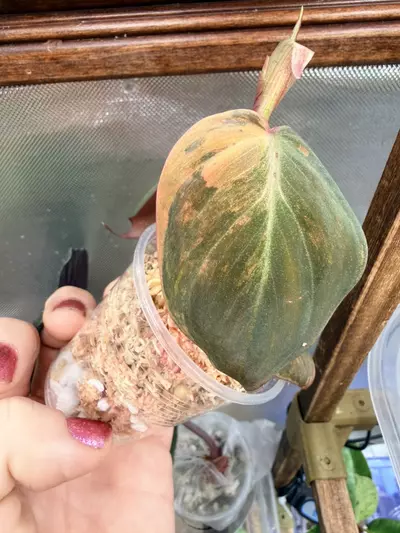 plant/Micans Aurea-multiple nodes FC #63-7-thumbnail