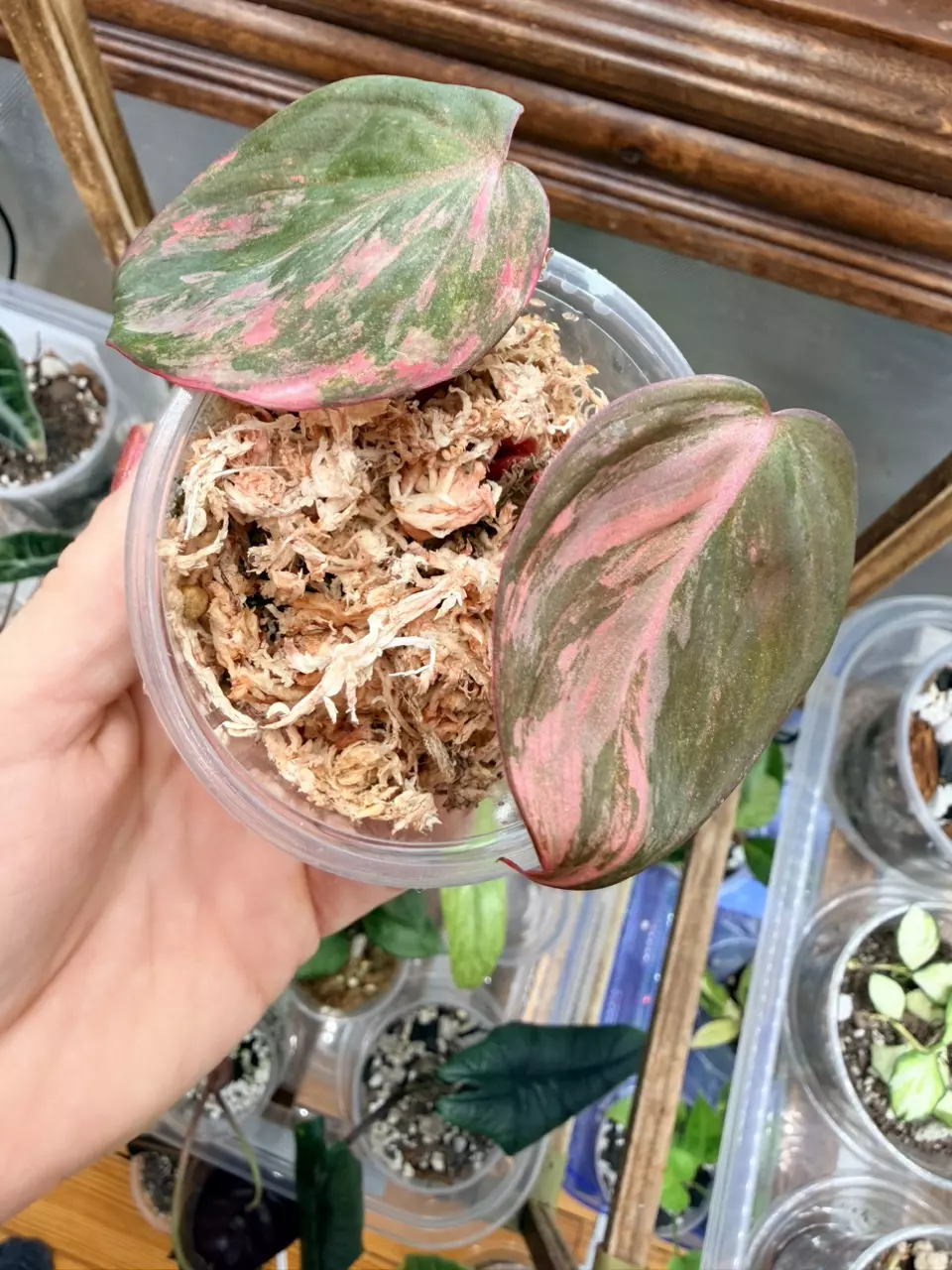 plant/Philodendron Micans Aurea  #0062-5