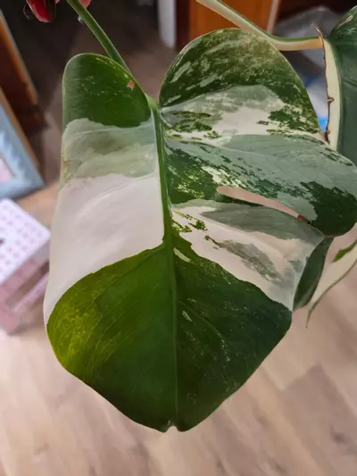 plant/Listing for Red Hot-2-thumbnail