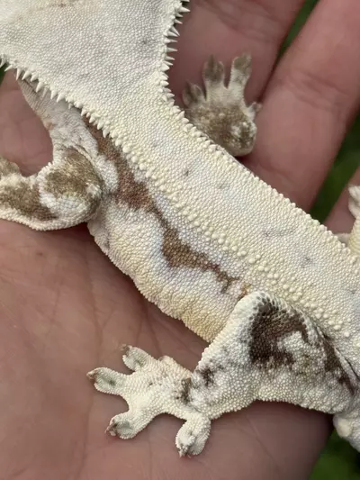 plant/Flan - RTBish M Yellow Lilly-1-thumbnail