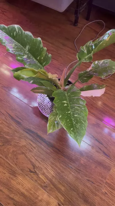 plant/Philodendron Ring of Fire-0-thumbnail