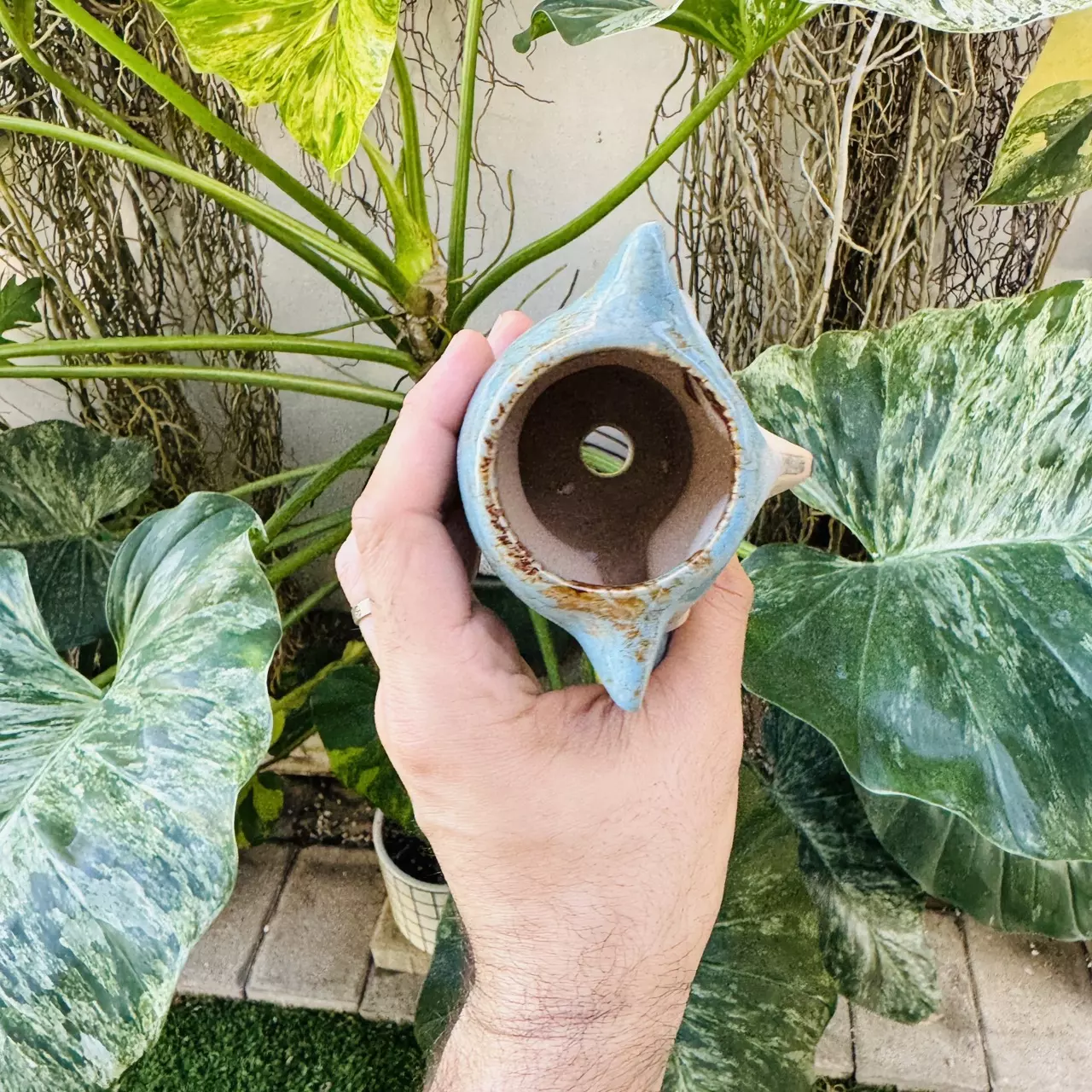 plant/D1 Blue Fox pot 2” opening-3