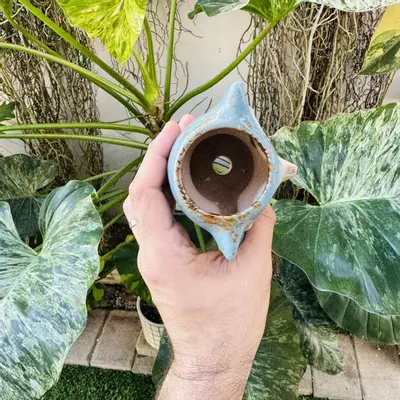 plant/D1 Blue Fox pot 2” opening-3-thumbnail