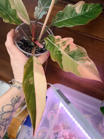 plant/Philodendron ‘Caramel Marble’-6-thumbnail