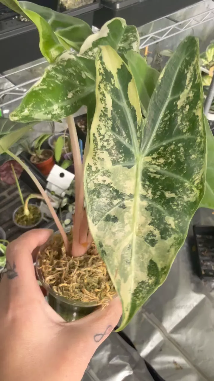 plant/Pink Dragon Albo-0