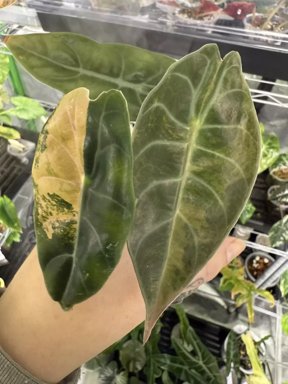 plant/Alocasia Sedenii Aurea *mature*-0