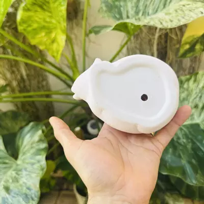 plant/Large white sleeping fox 2” opening-2-thumbnail