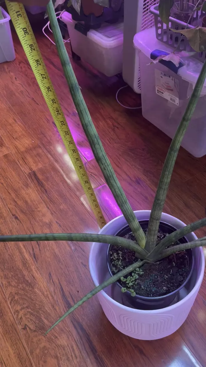 plant/LARGE Sanseveria Starfish-0