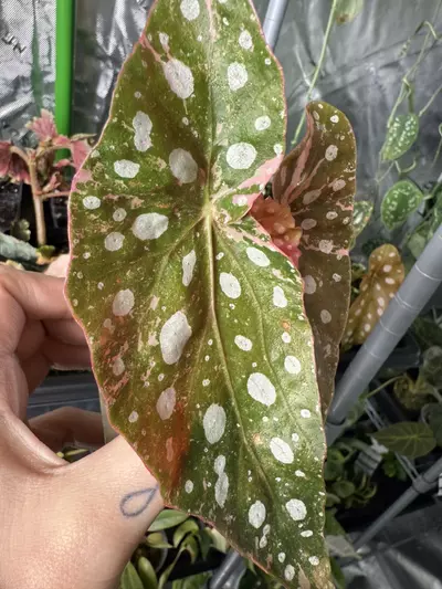 plant/Begonia Pink Maculata-3-thumbnail