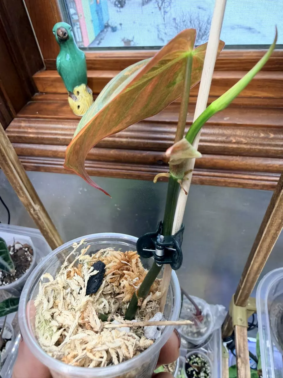 plant/Philodendron Micans Aurea #0064-4