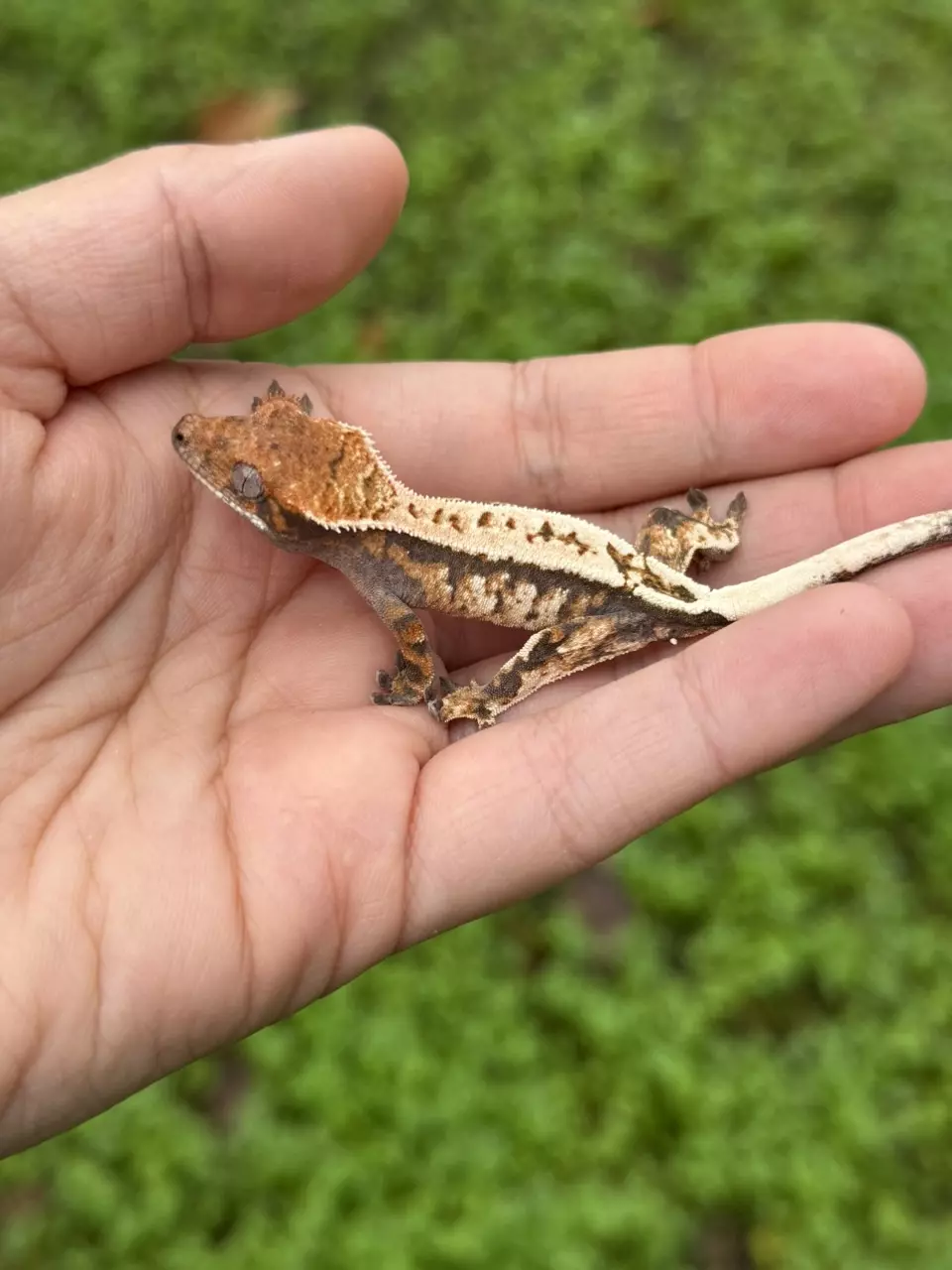 plant/Verso - PV Frost-line Sable-1