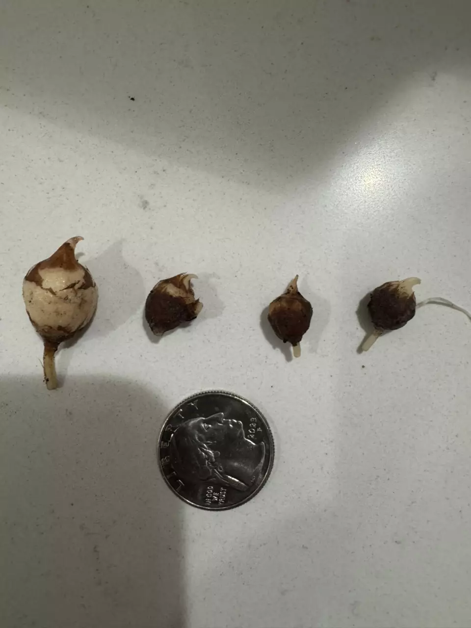 plant/Alocasia Yucatan Princess Aurea CORMS-1