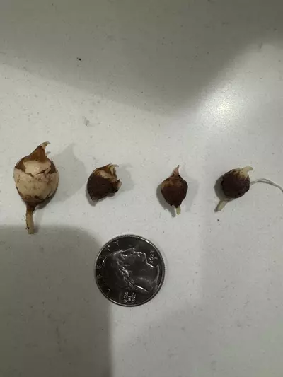 plant/Alocasia Yucatan Princess Aurea CORMS-1-thumbnail