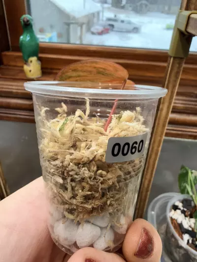 plant/Mint Micans- FC #0060-2-thumbnail