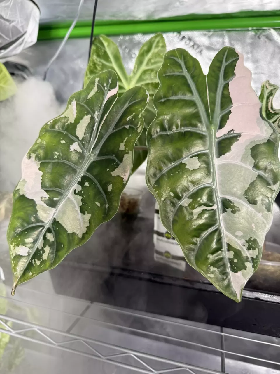 plant/Alocasia Pink Chantrieri *mature/corming*-0