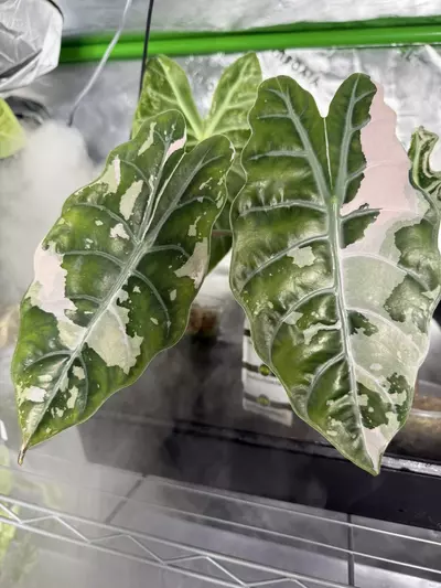 plant/Alocasia Pink Chantrieri *mature/corming*-0-thumbnail